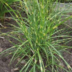 Miscanthus sinensis ‘Strictus dwarf’