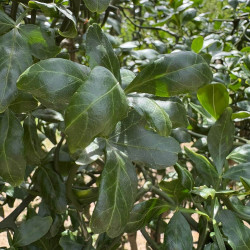 Poncirus trifoliata Flying Dragon