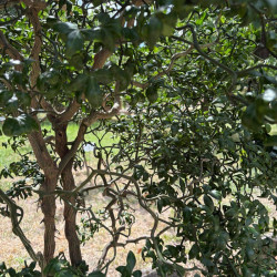 Poncirus trifoliata Flying Dragon