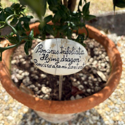 Poncirus trifoliata Flying Dragon
