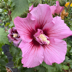 Hibiscus hybrid ‘Walberton's ® Lunar