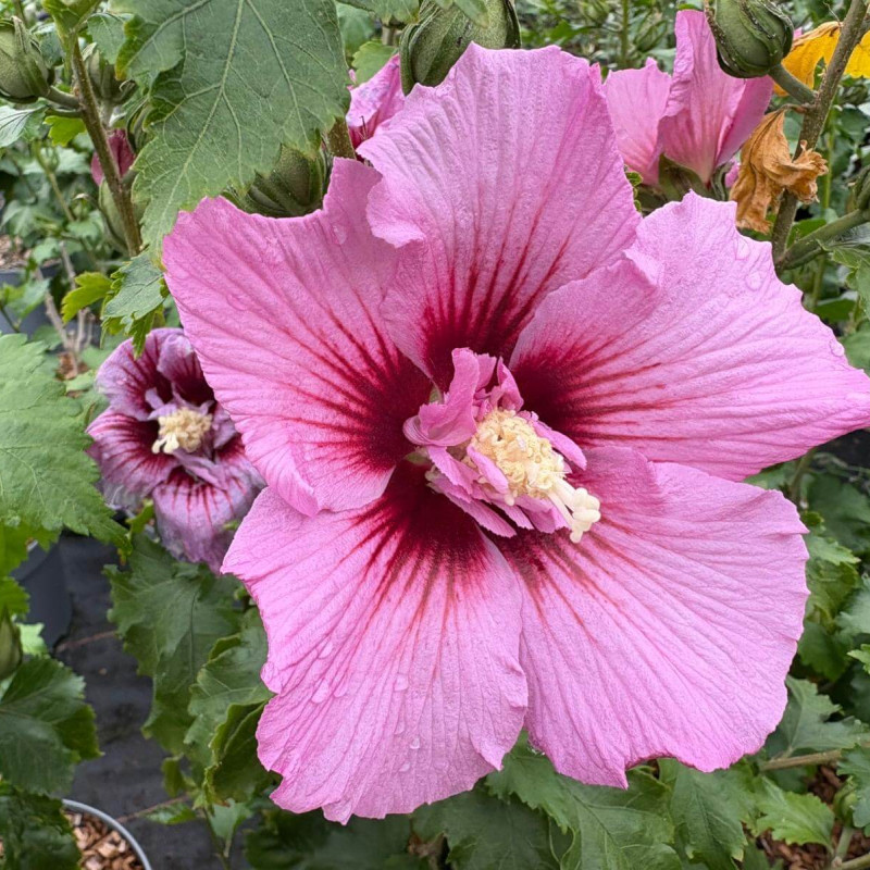 Hibiscus hybrid ‘Walberton's ® Lunar