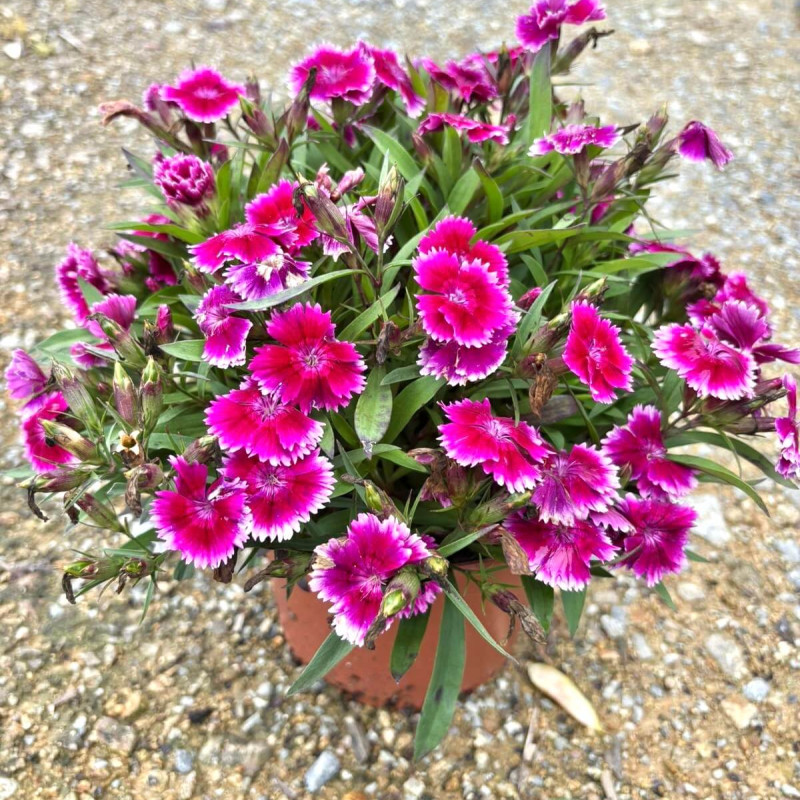 Dianthus Summer Diamonds Little ‘Purple‘