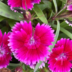 Dianthus Summer Diamonds Little ‘Purple‘