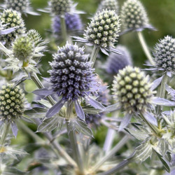 Eryngium planum ‘Grumpy‘
