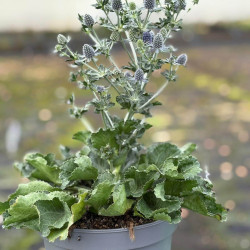Eryngium planum ‘Grumpy‘