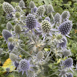 Eryngium planum ‘Grumpy‘