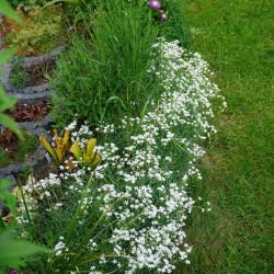 Gypsophila repens