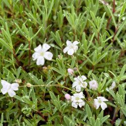 Gypsophile rampante