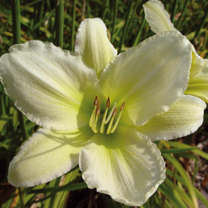 Hemerocallis ‘Light the way’