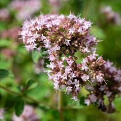 Origanum vulgare ‘Compactum‘