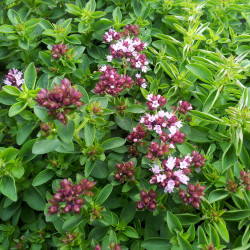 Origanum vulgare ‘Compactum‘