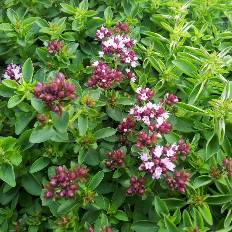 Origanum vulgare ‘Compactum‘