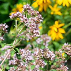 Origanum vulgare ‘Compactum‘