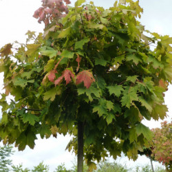 Acer platanoides ‘Globosum’