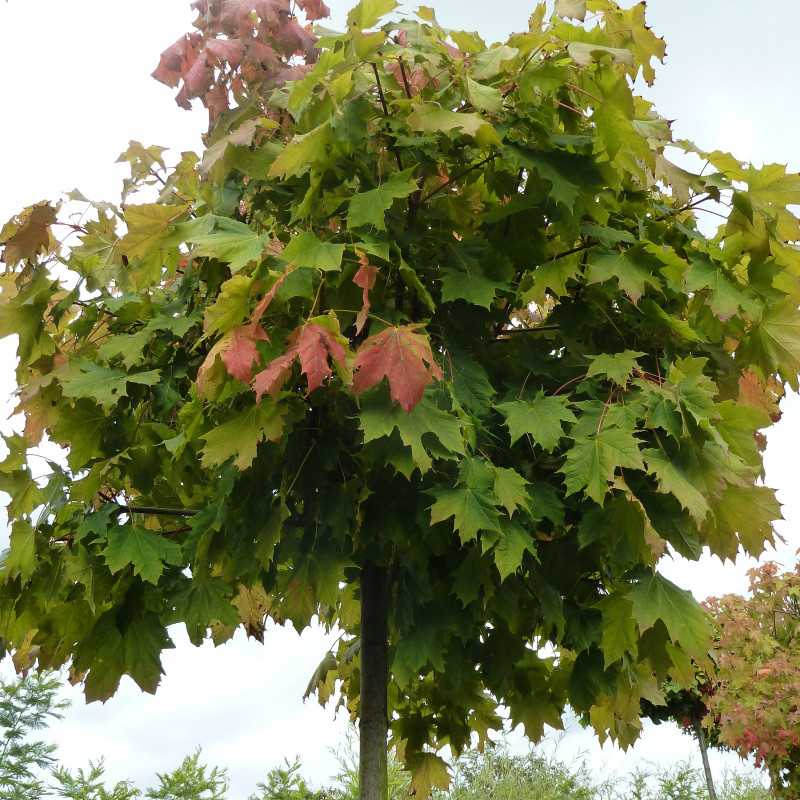Acer platanoides ‘Globosum’