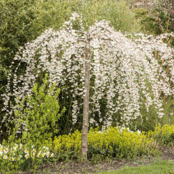 Prunus yedoensis