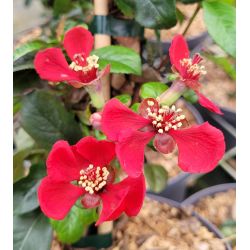 Chaenomeles × superba ‘Crimson and Gold’