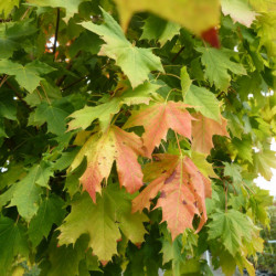 Acer platanoides ‘Globosum’