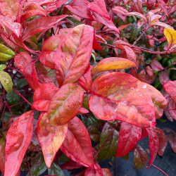 Nandina domestica 'Wood's Dwarf' - Bambou sacré nain