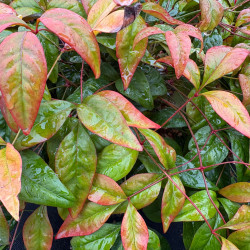 Nandina domestica 'Wood's Dwarf' - Bambou sacré nain