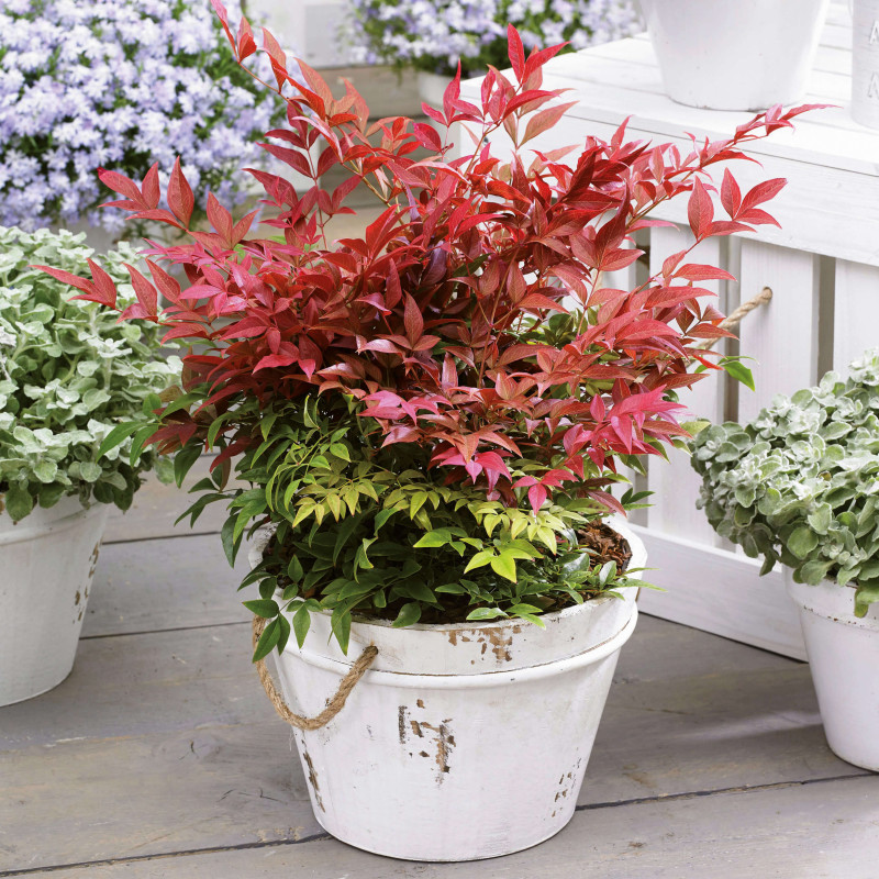 Nandina domestica Obsessed Seika