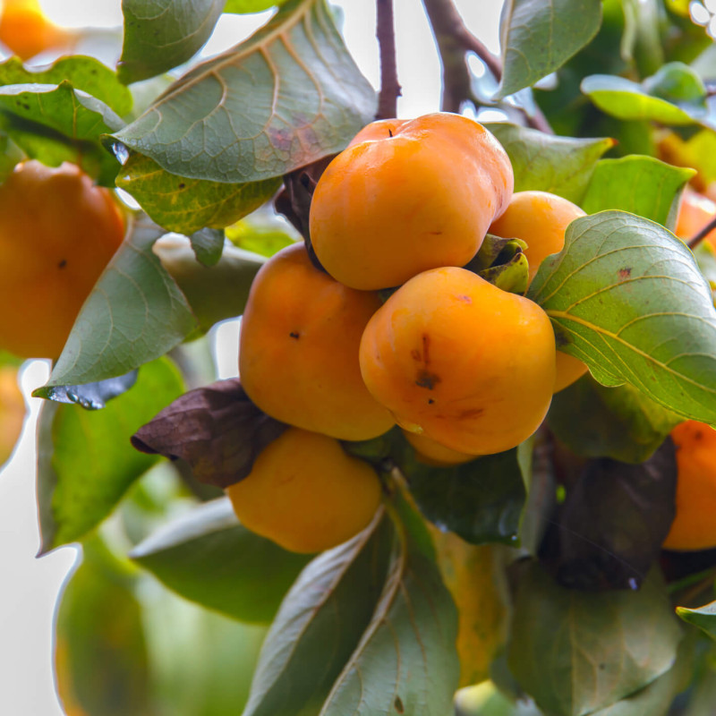 Diospyros ‘Fuyu’