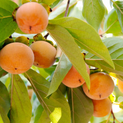 Diospyros ‘Fuyu’