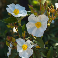 Cistus florentinus