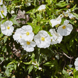 Cistus florentinus
