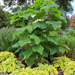 Paulownia tomentosa