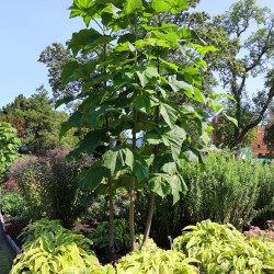 Paulownia tomentosa