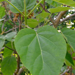 Paulownia tomentosa