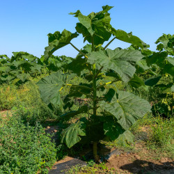 Paulownia tomentosa