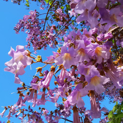 Paulownia tomentosa