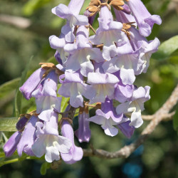 Paulownia tomentosa