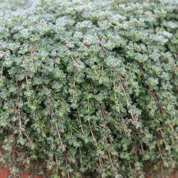Thymus pseudolanuginosus