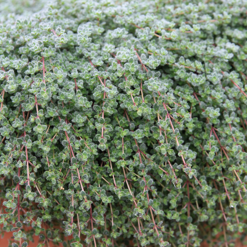 Thymus pseudolanuginosus
