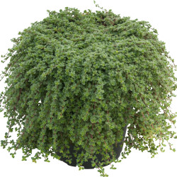 Thymus pseudolanuginosus