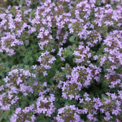Thymus pseudolanuginosus