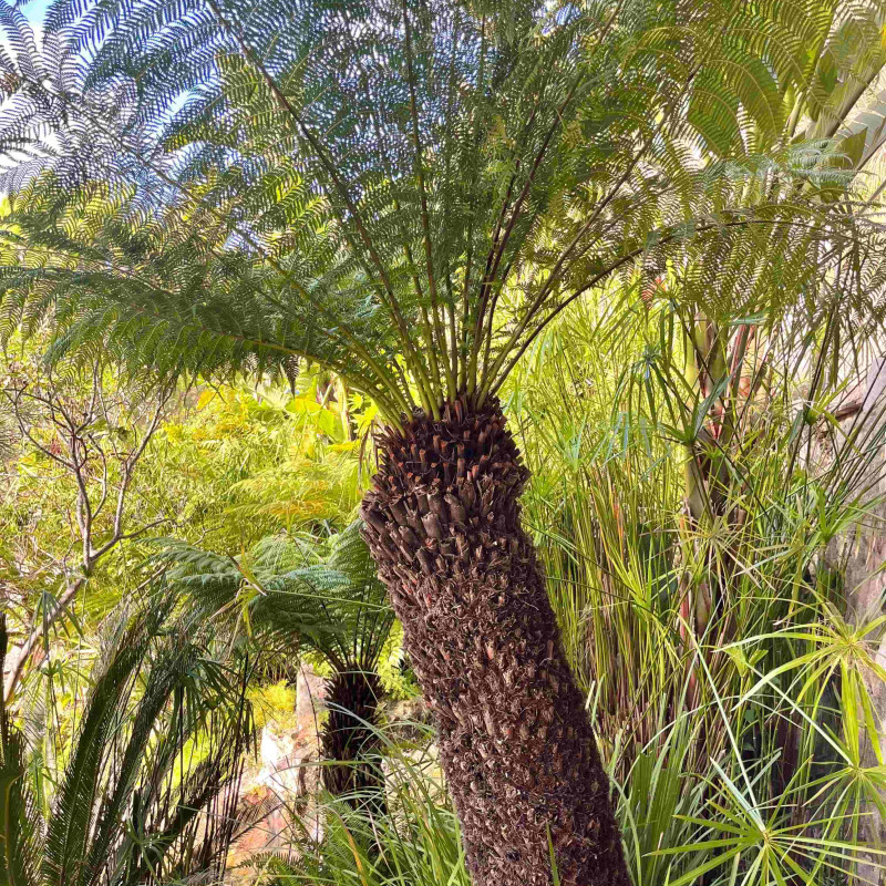 Dicksonia antarctica - Fougère de Tasmanie