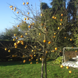 Diospyros 'Muscat' - Plaqueminier, Kaki