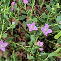 Boronia crenulata