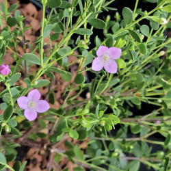 Boronia crenulata