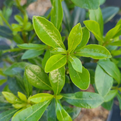 Pittosporum truncatum