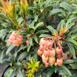 Fleur d'Arbutus unedo Mercurius