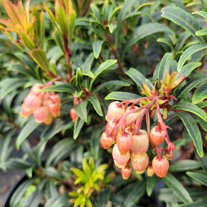 Fleur d'Arbutus unedo Mercurius