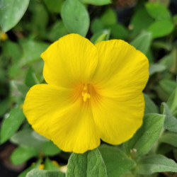Reinwardtia indica - Lin jaune arbustif