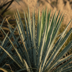 Yucca filifera