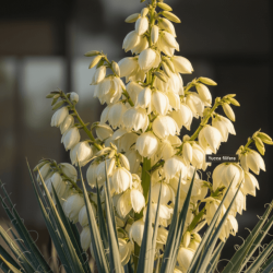 Yucca filifera